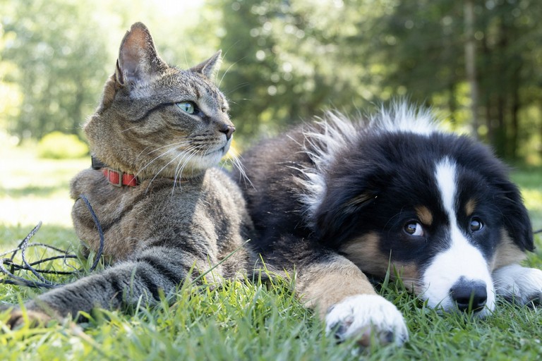 Leidaa Margherita: «Siamo l’unico Comune della Bat senza cani randagi, ma persiste il randagismo felino»