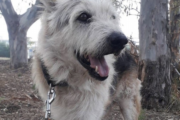 Margherita di Savoia dice addio a Black: «L’ultimo cane di quartiere. Un pezzo della nostra storia»