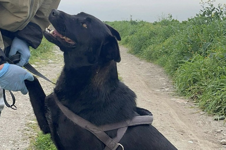 Leidaa Margherita: «Gli animali sono sempre più tutelati grazie all’aumento alle segnalazioni»