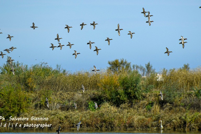 Valorizzare l’ecosistema e la biodiversità: Margherita celebra la Giornata Mondiale delle Zone Umide. <span>Foto Salvatore Giannino </span>