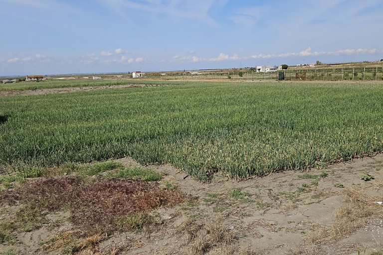 Alla scoperta della Cipolla Bianca di Margherita Igp: dolcezza e tradizione tra sabbia e mare
