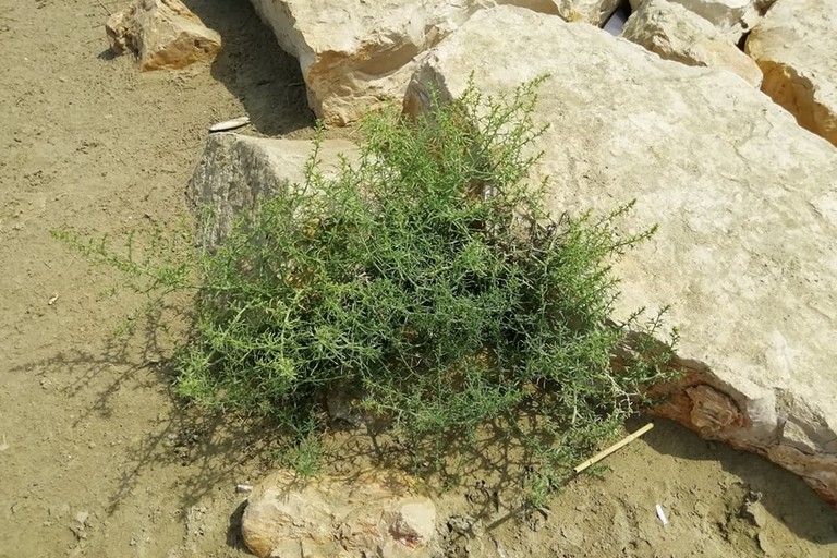 salicornia