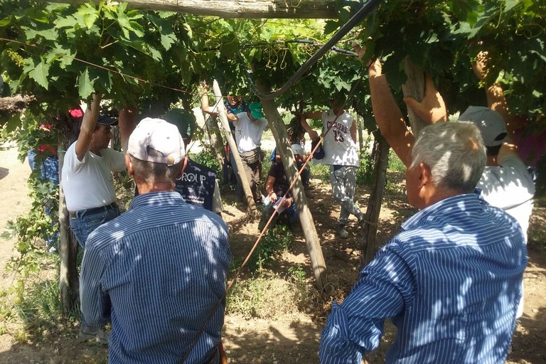 Settore agricolo florovivaistico