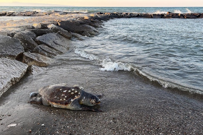 Tartaruga marina priva di vita in zona Orno